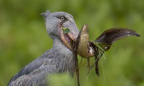 Birding