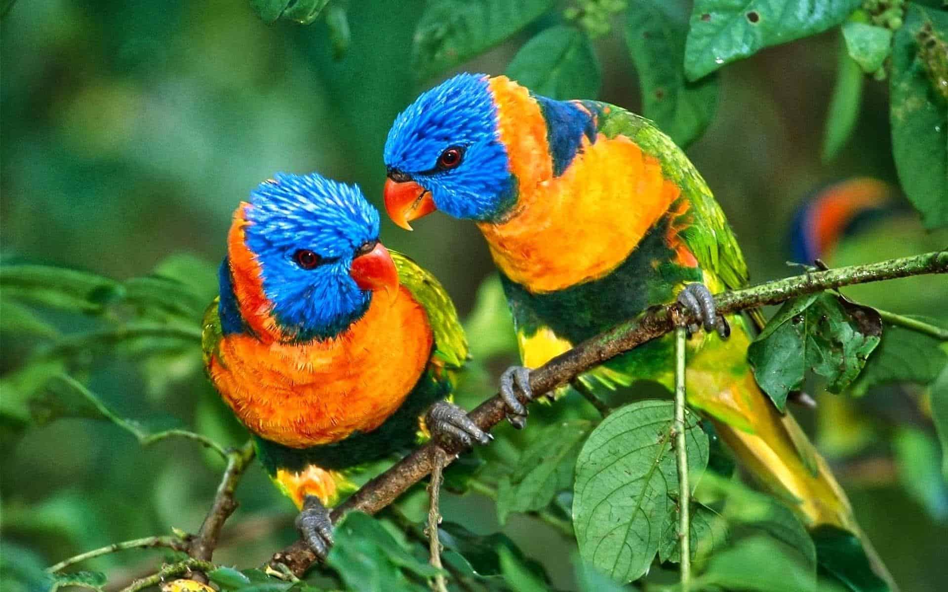 Bird in flight