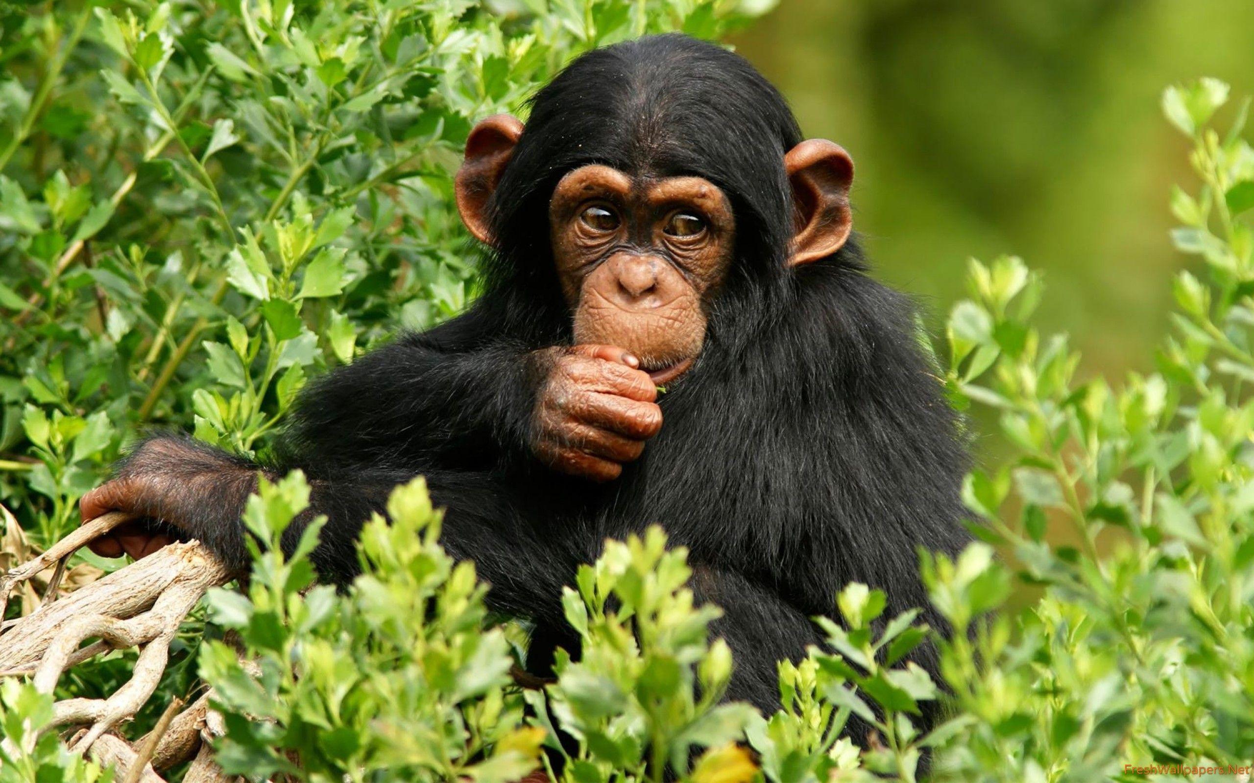 Mountain gorilla