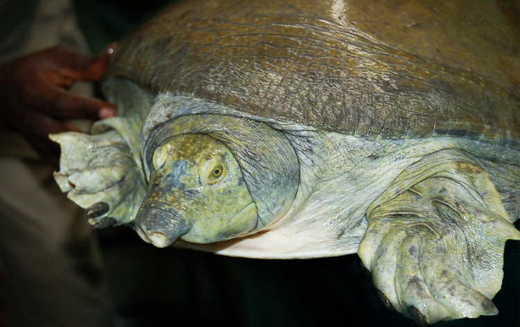 Nubian Flap shell Turtle