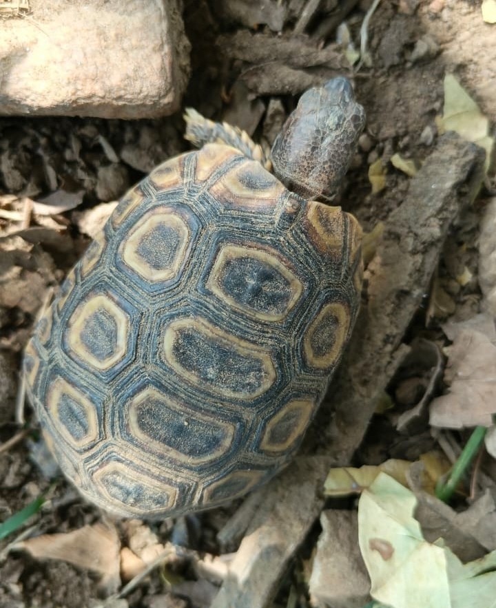 African turtle species
